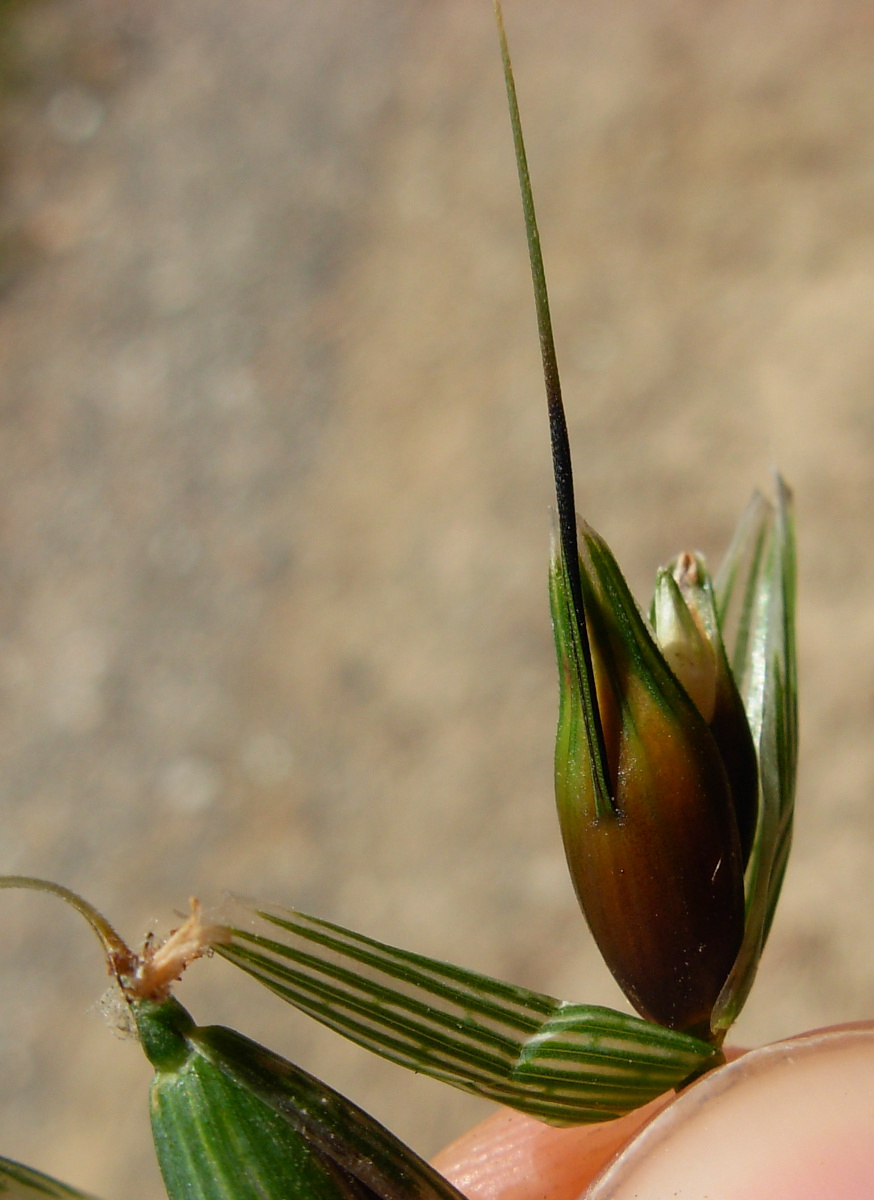 Avena sativa L. / Avena comune